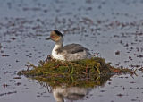 Silvery Grebe